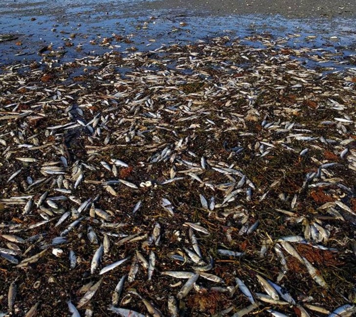 Οι παλίρροιες έφεραν στην παραλία νεκρούς αστακούς, καβούρια, αστερίες, και ακόμη περισσότερες ρέγγες.